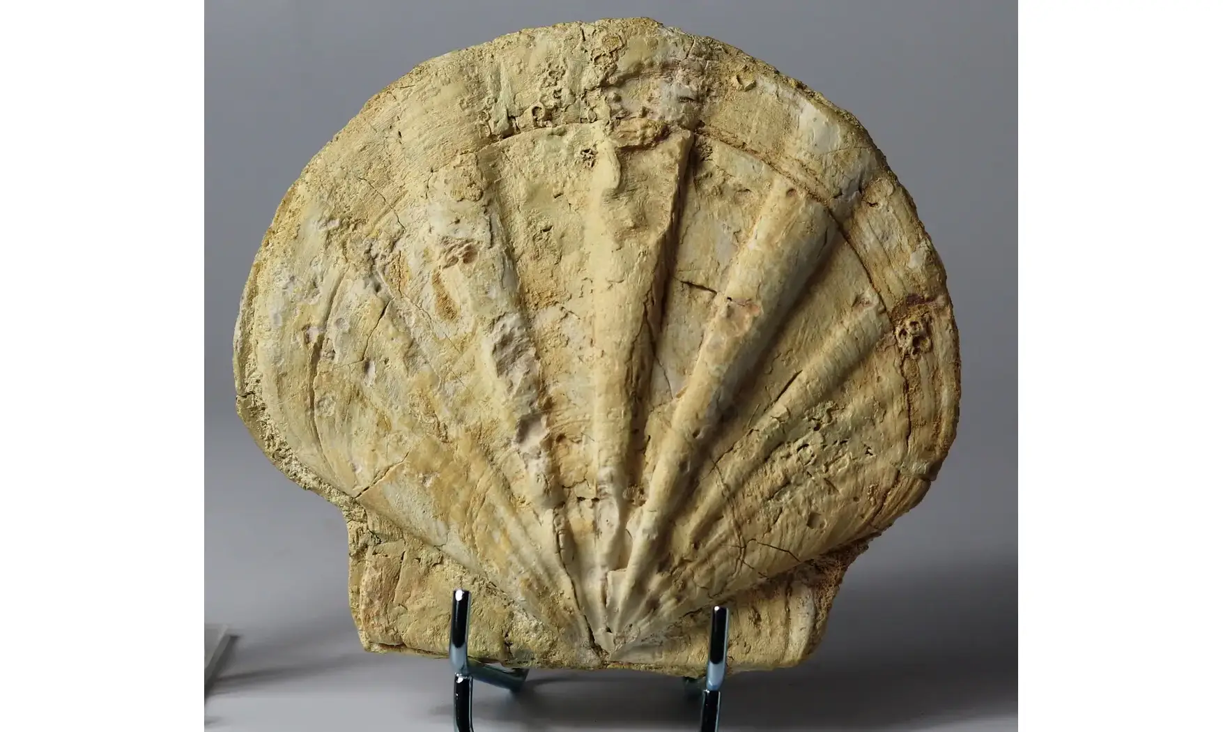 Gigantopectens restitutensis