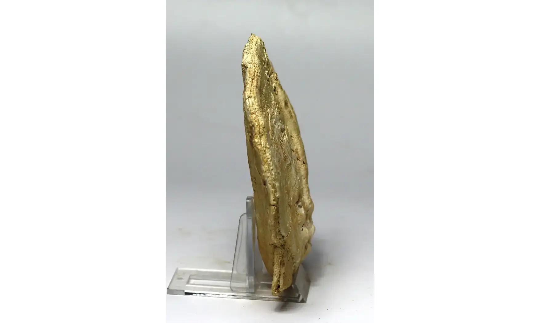 Gigantopectens restitutensis