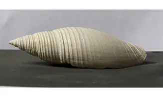 Pleioptygma bandyceae