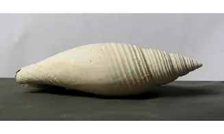 Pleioptygma bandyceae