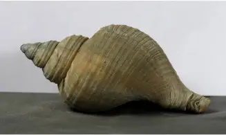 Neptunea contraria