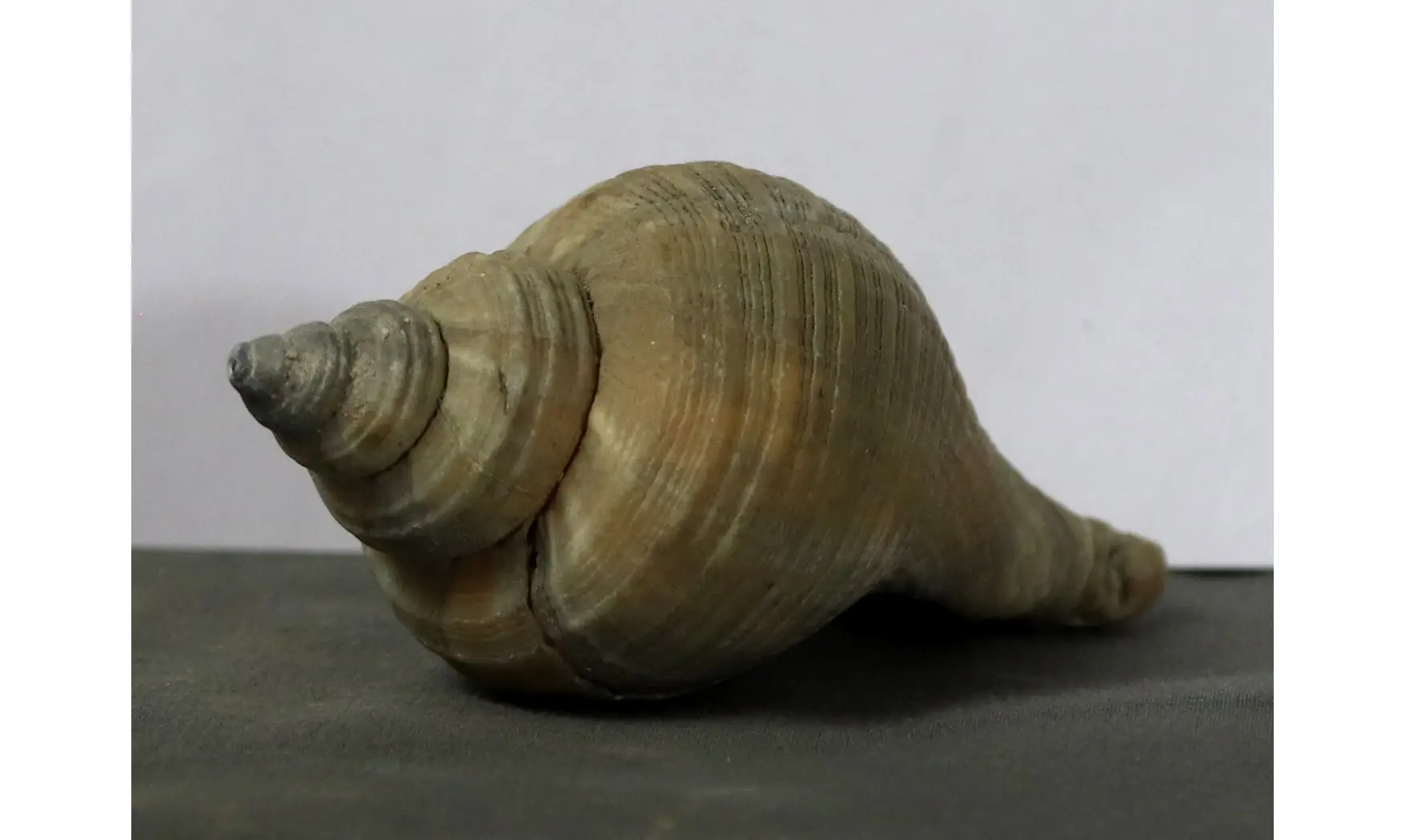 Neptunea contraria