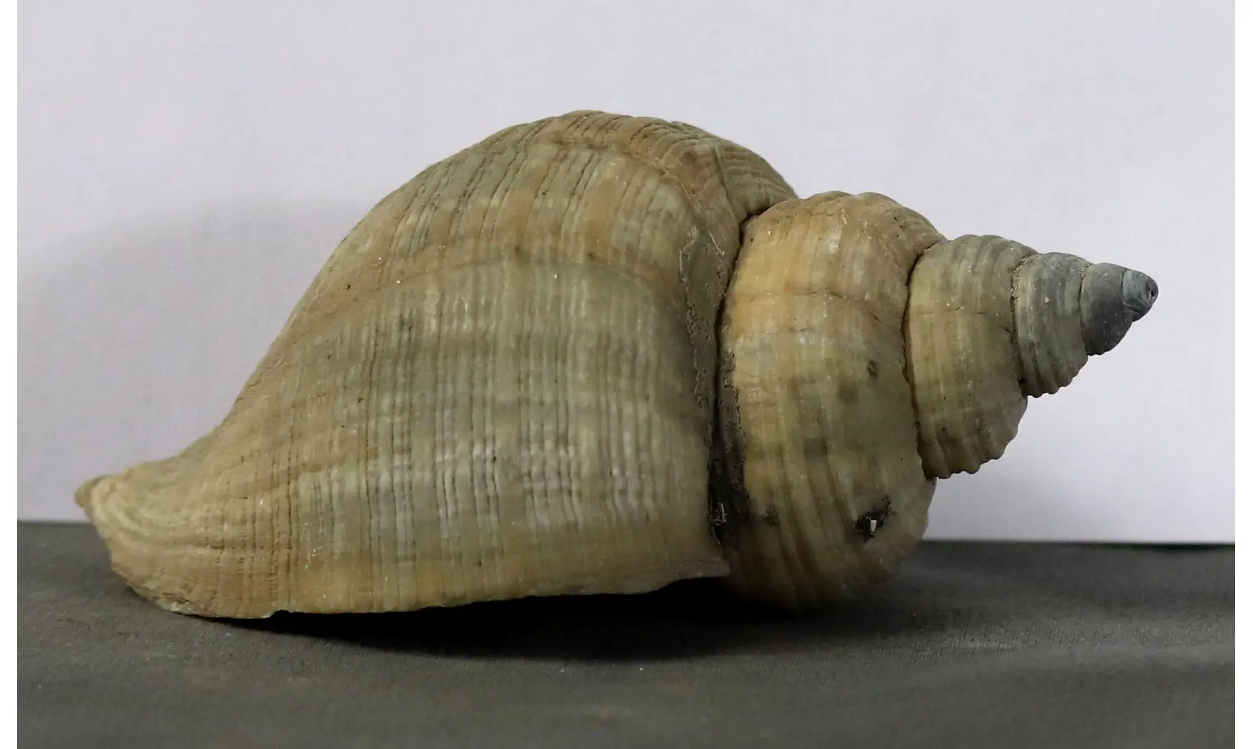 Neptunea contraria