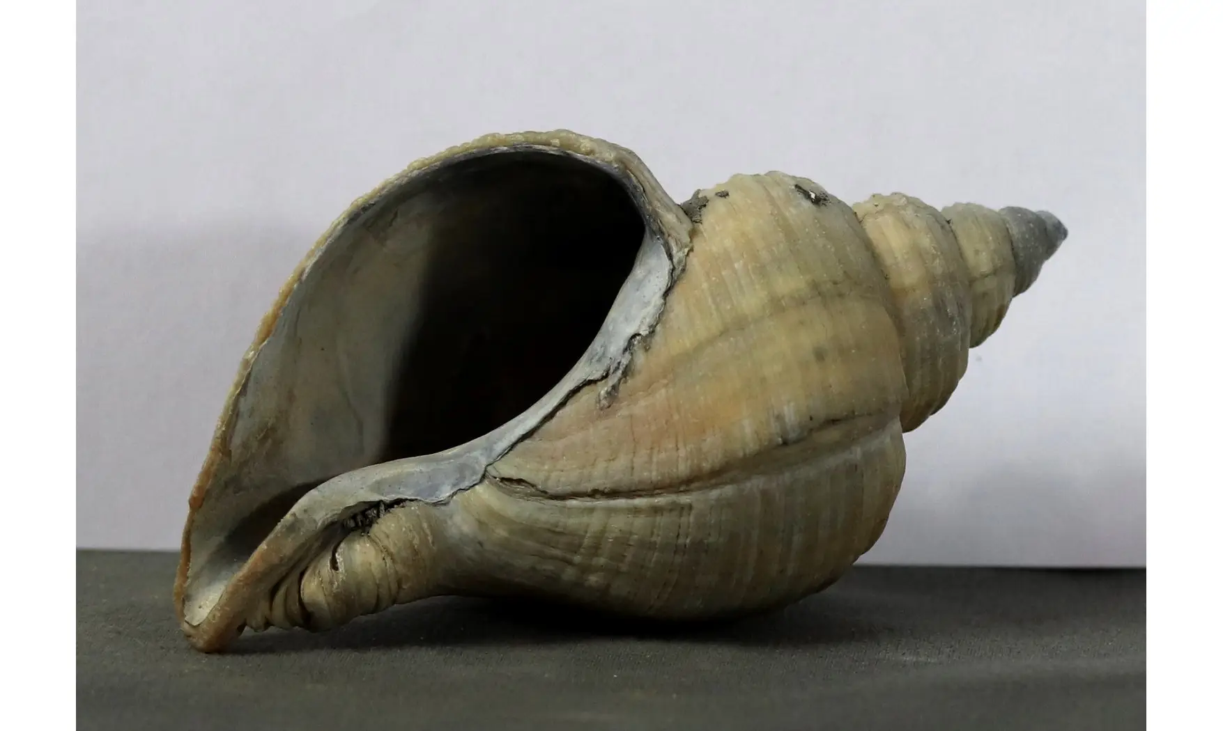 Neptunea contraria