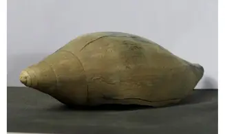 Scaphella lamberti