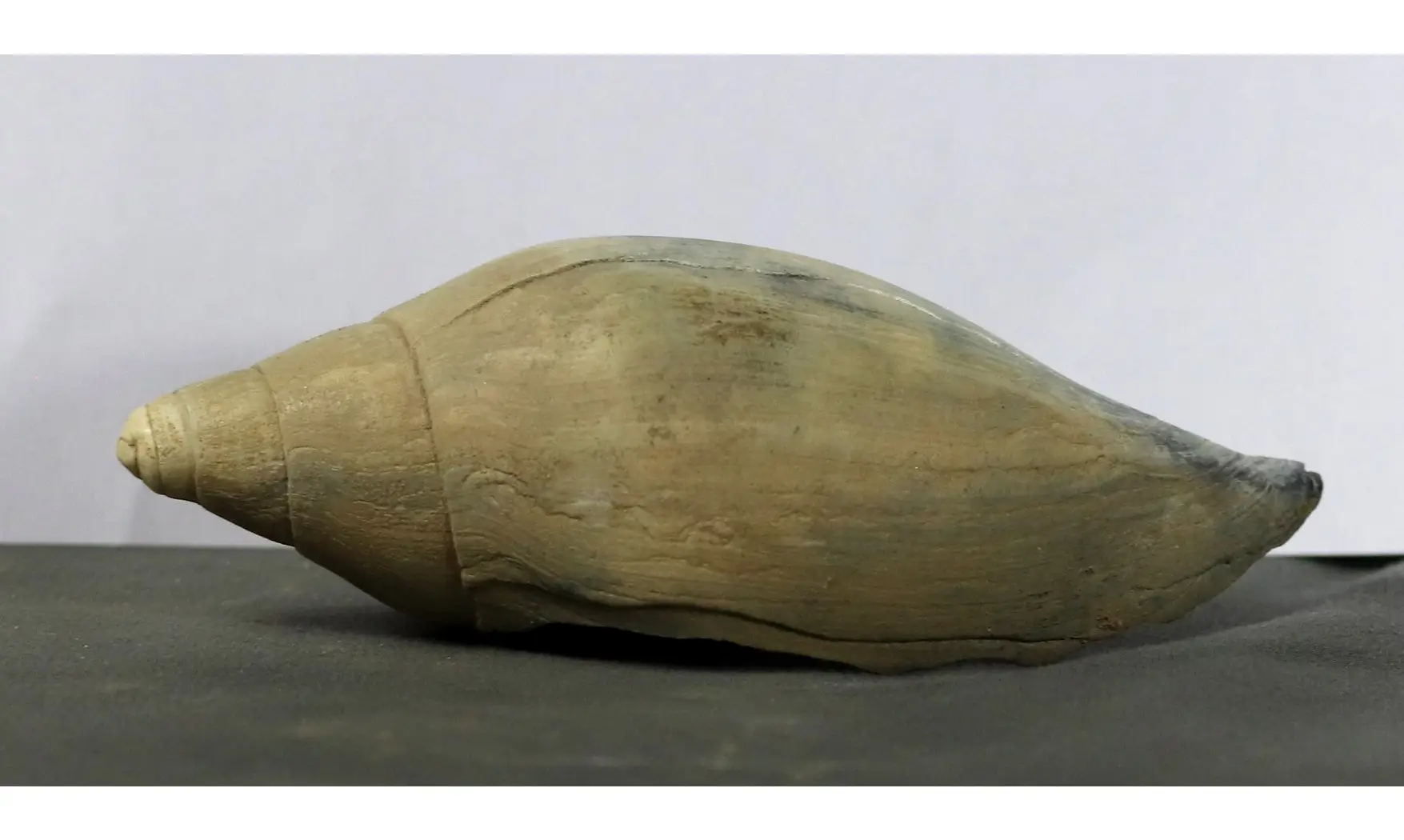 Scaphella lamberti