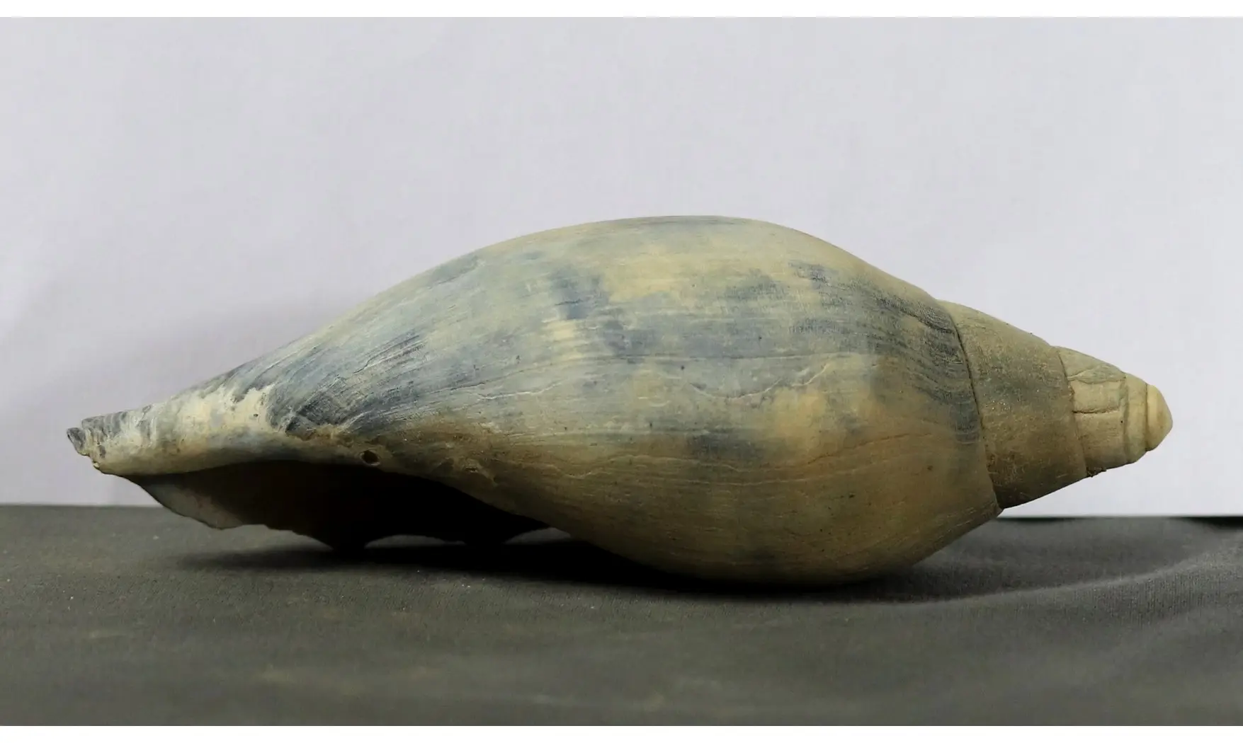 Scaphella lamberti