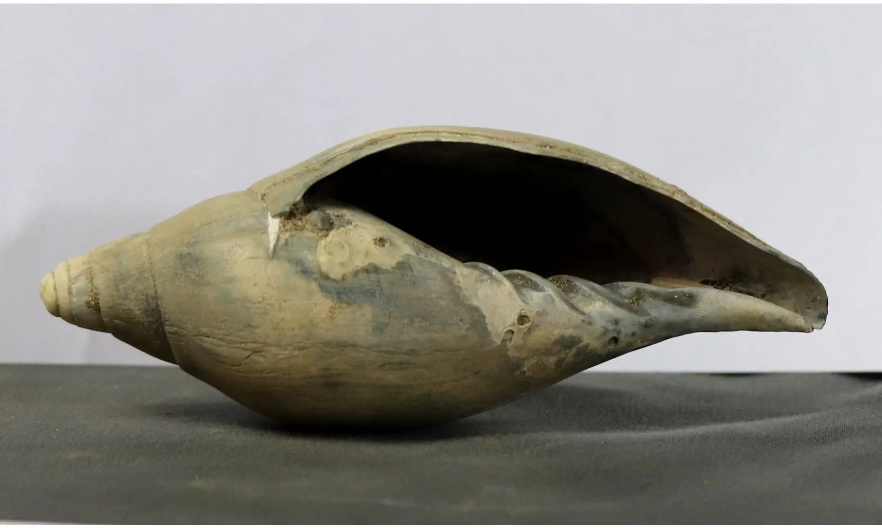 Scaphella lamberti