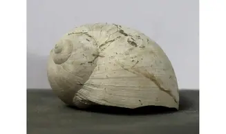 Dallitesta coensis