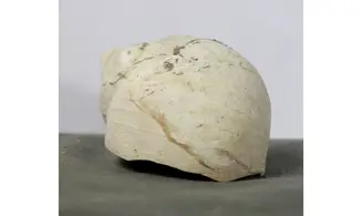 Dallitesta coensis