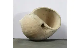 Dallitesta coensis