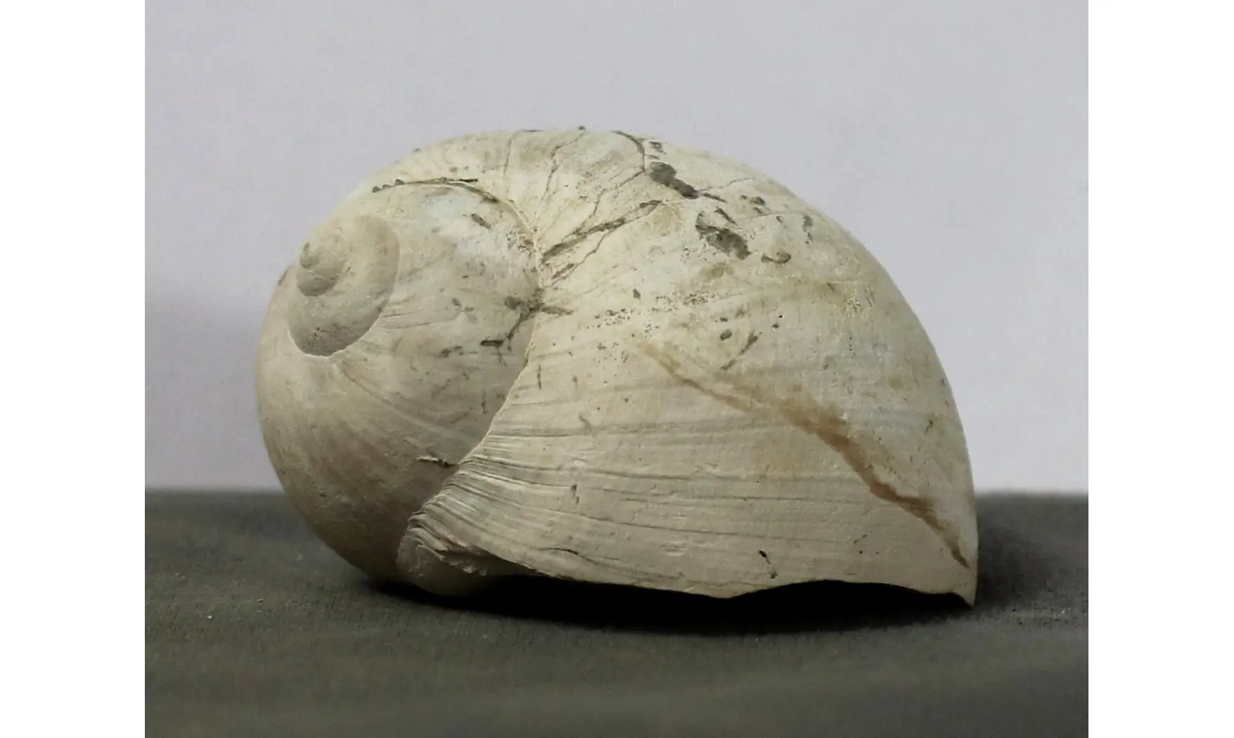 Dallitesta coensis
