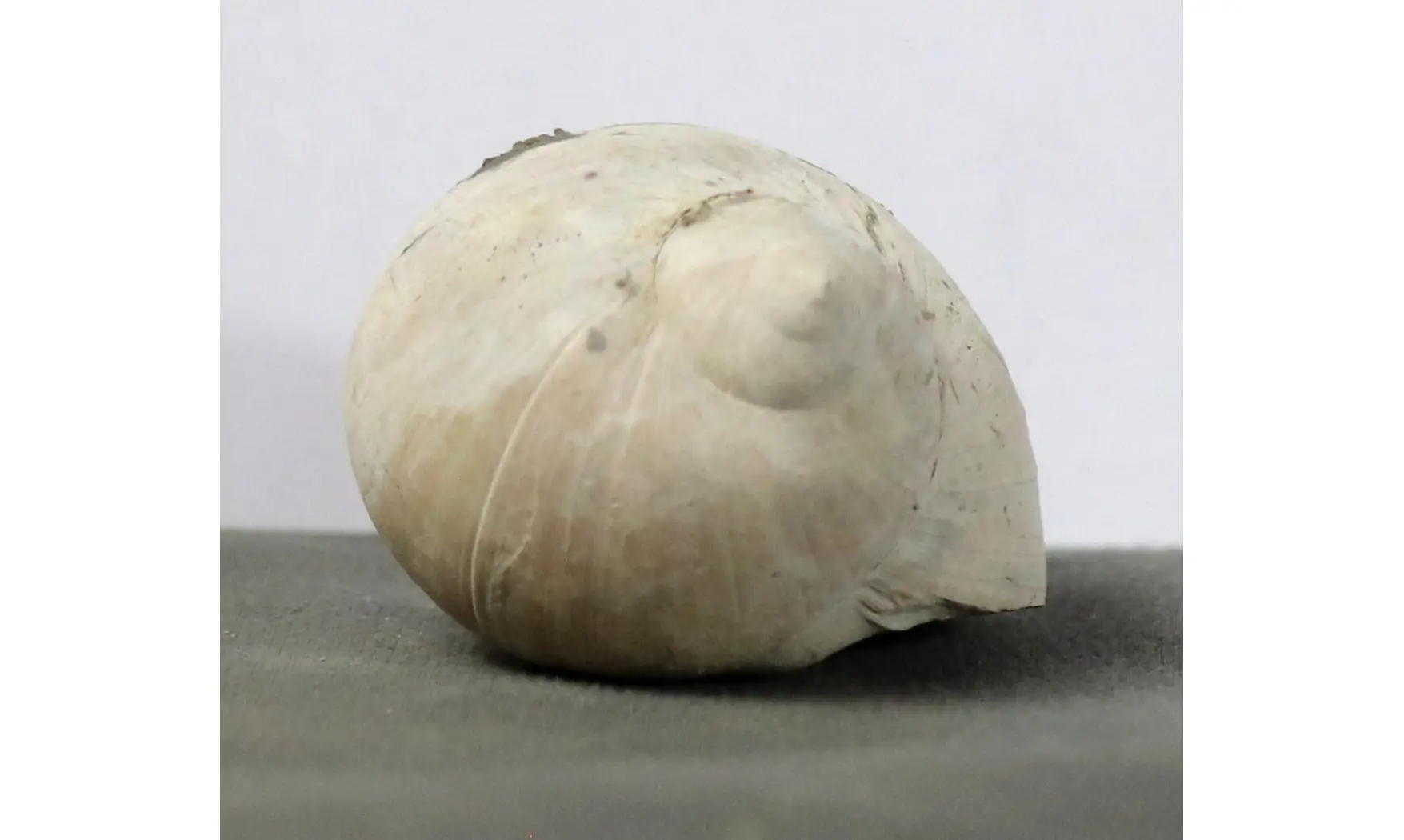 Dallitesta coensis