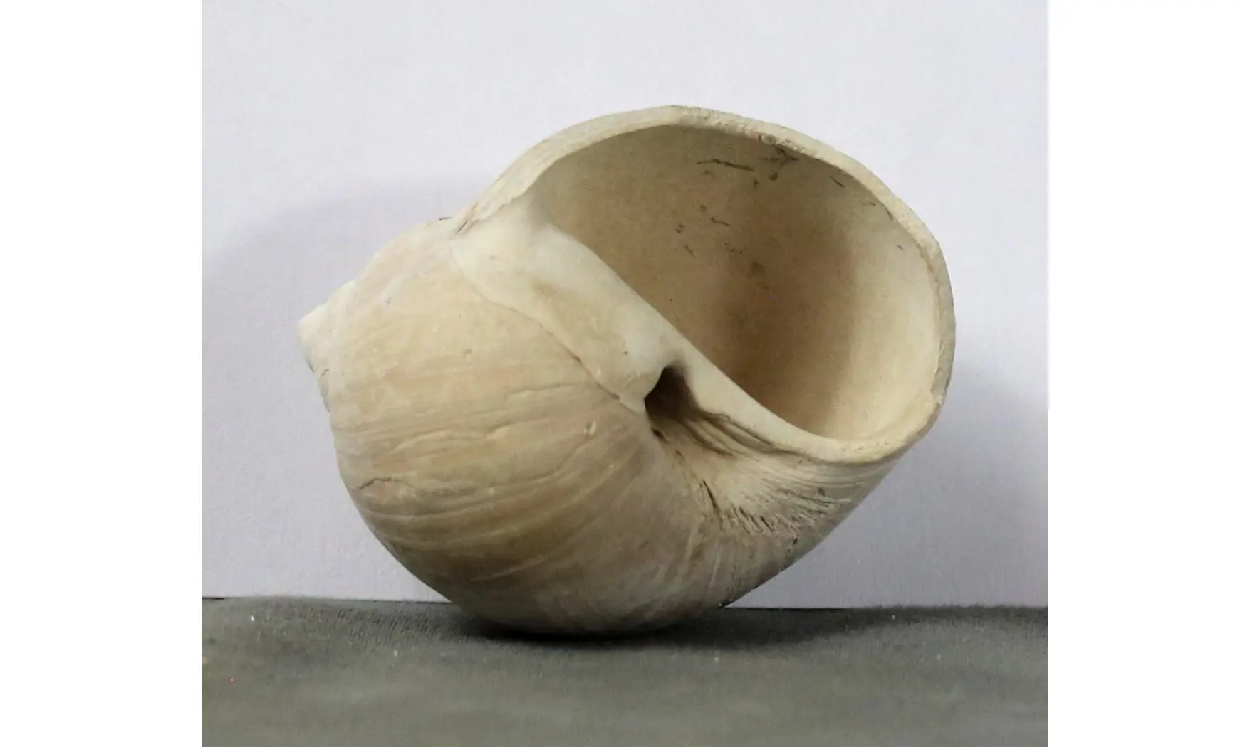 Dallitesta coensis