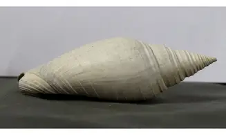 Pleioptygma lineolata