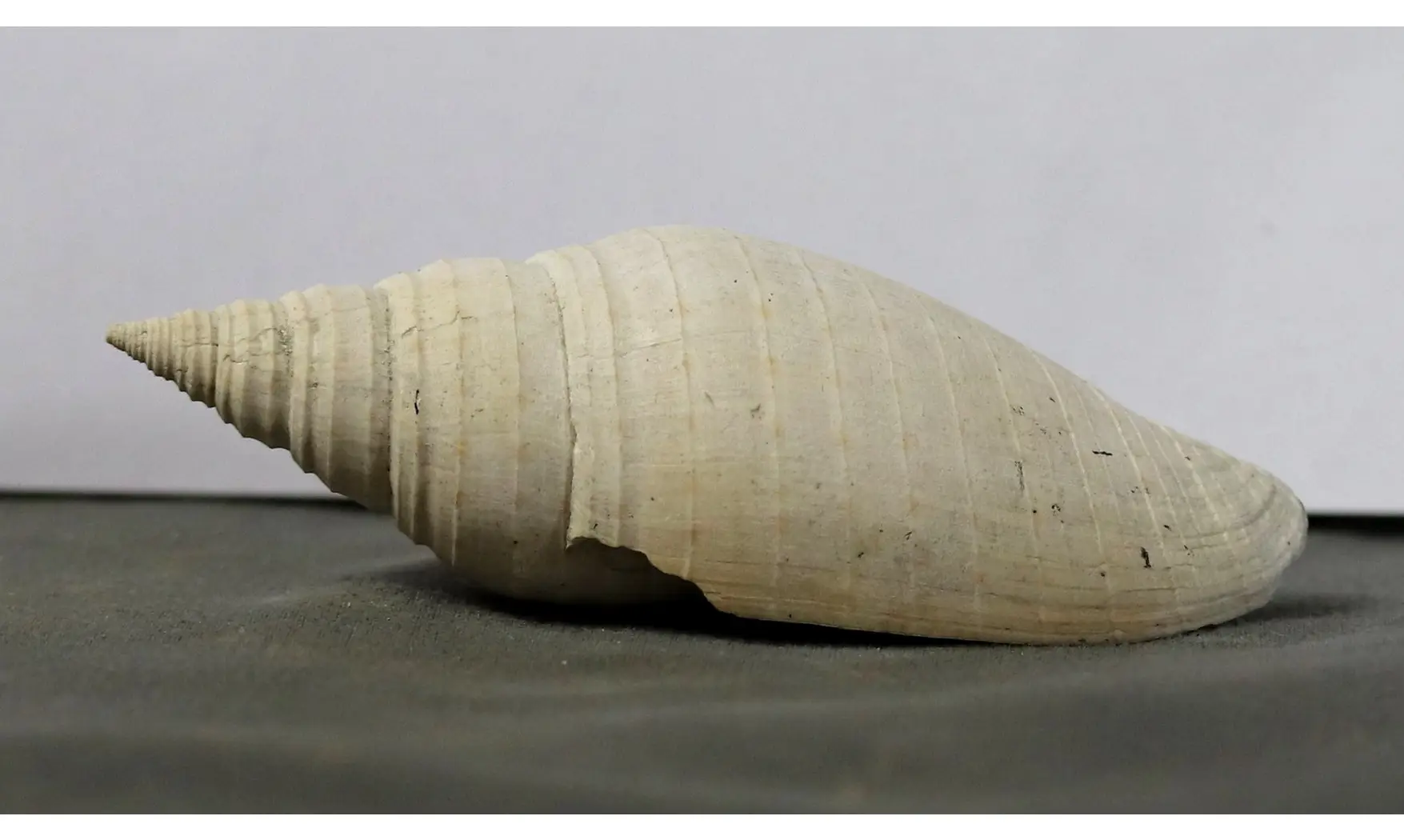 Pleioptygma lineolata
