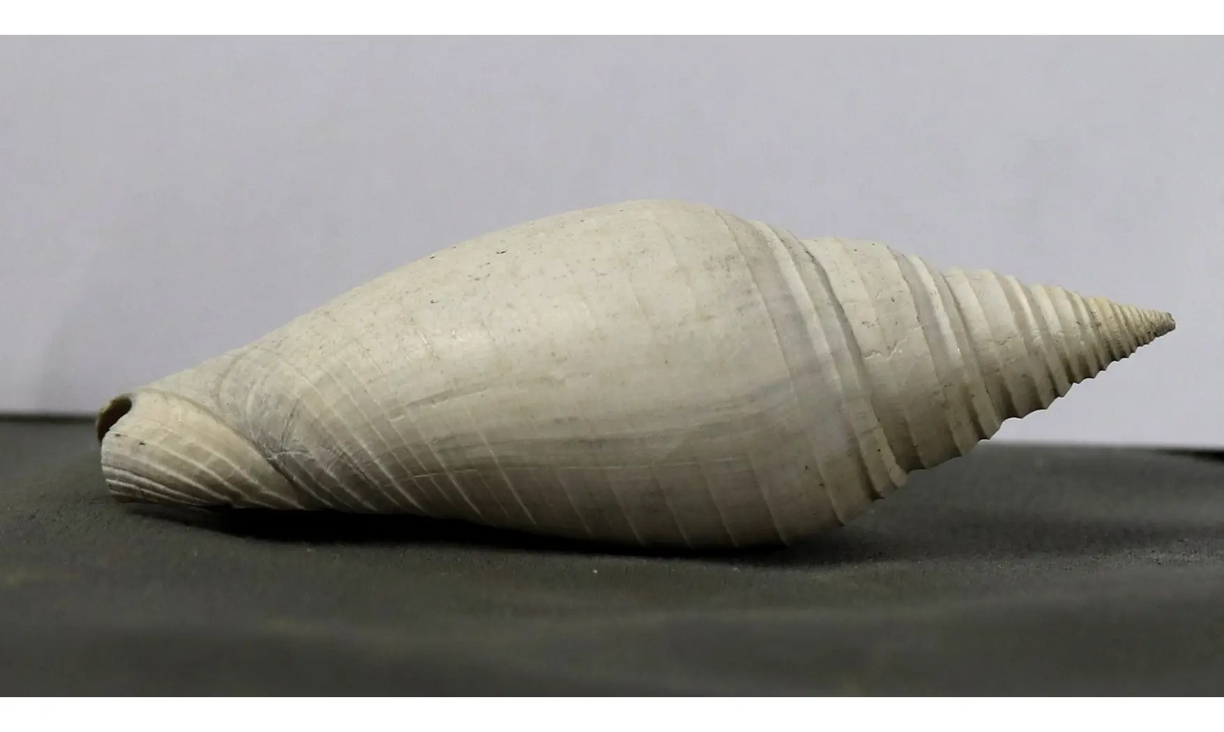 Pleioptygma lineolata