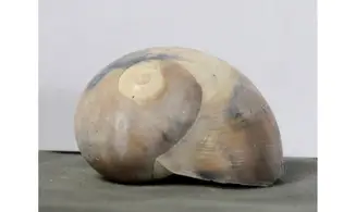 Neverita densata