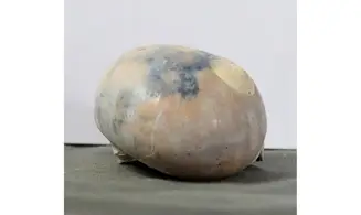 Neverita densata