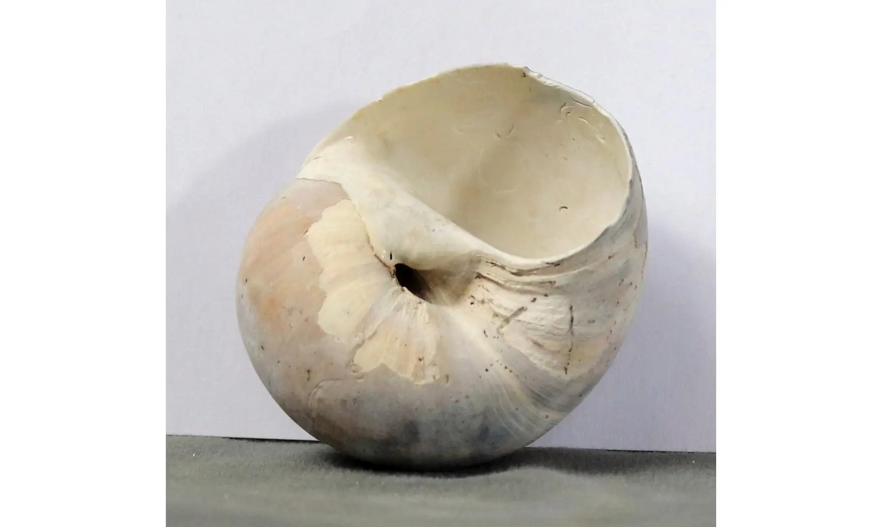 Neverita densata