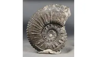 Kosmoceras spinosum