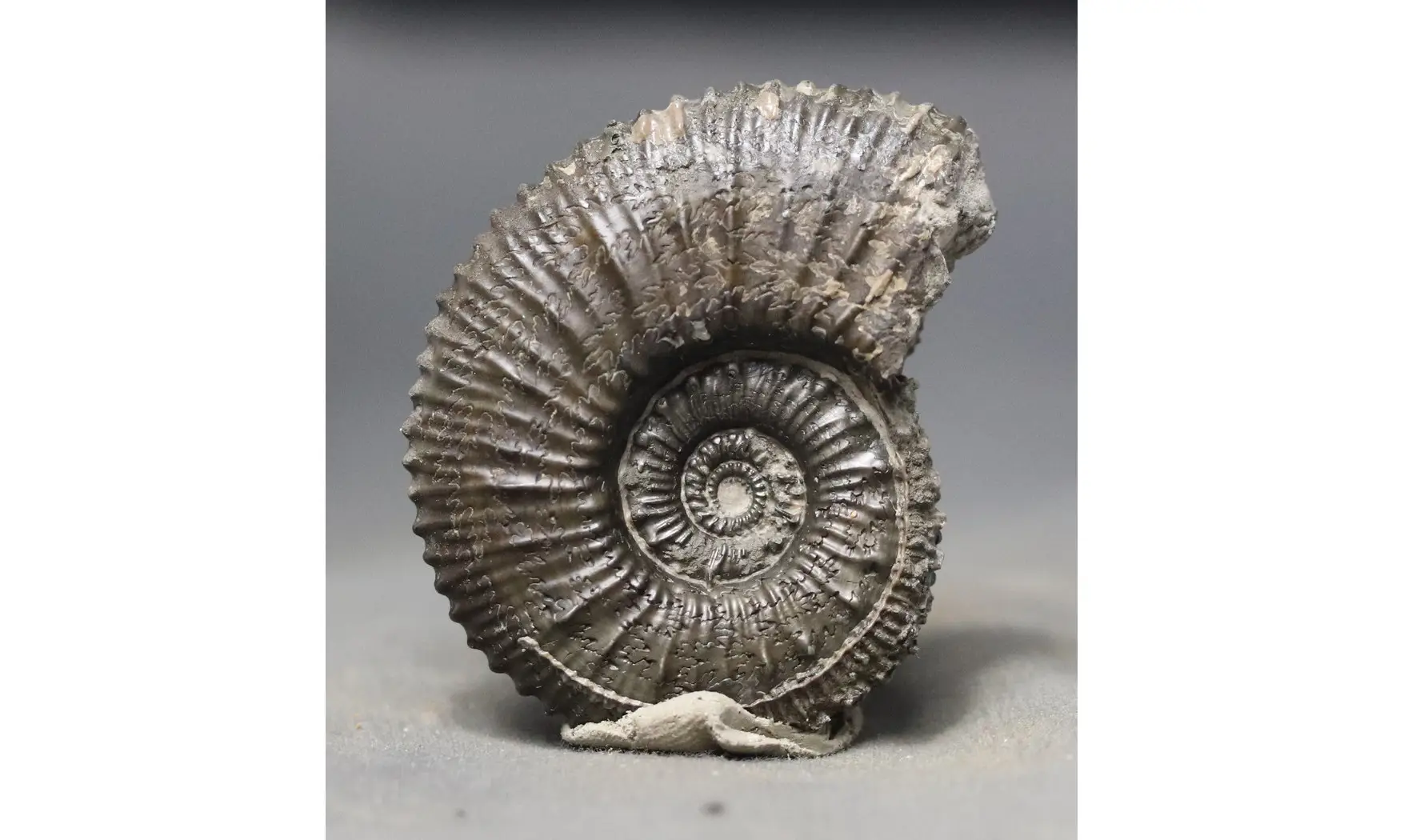 Kosmoceras spinosum