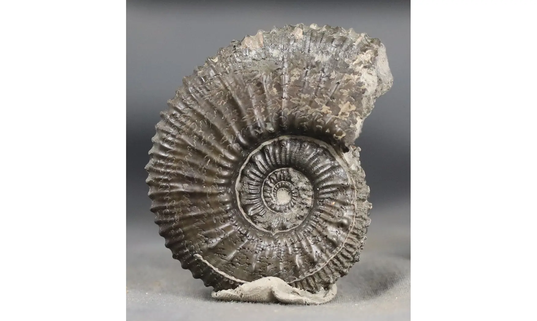 Kosmoceras spinosum