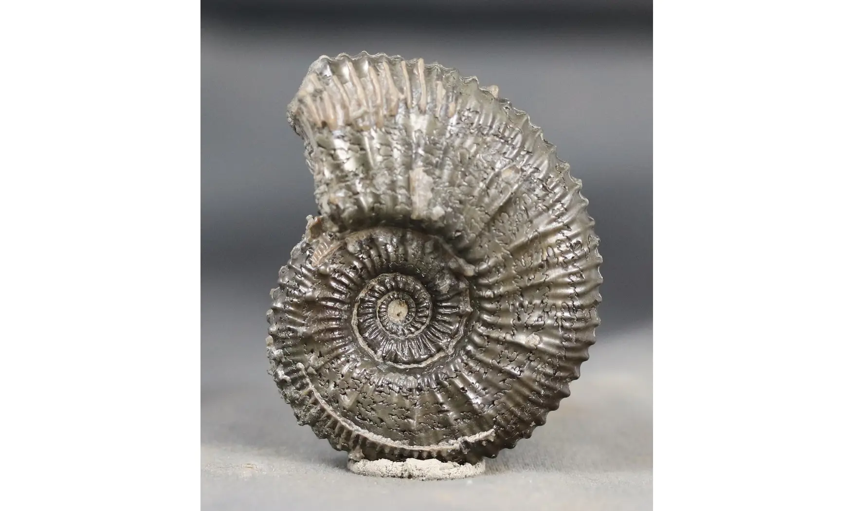 Kosmoceras spinosum