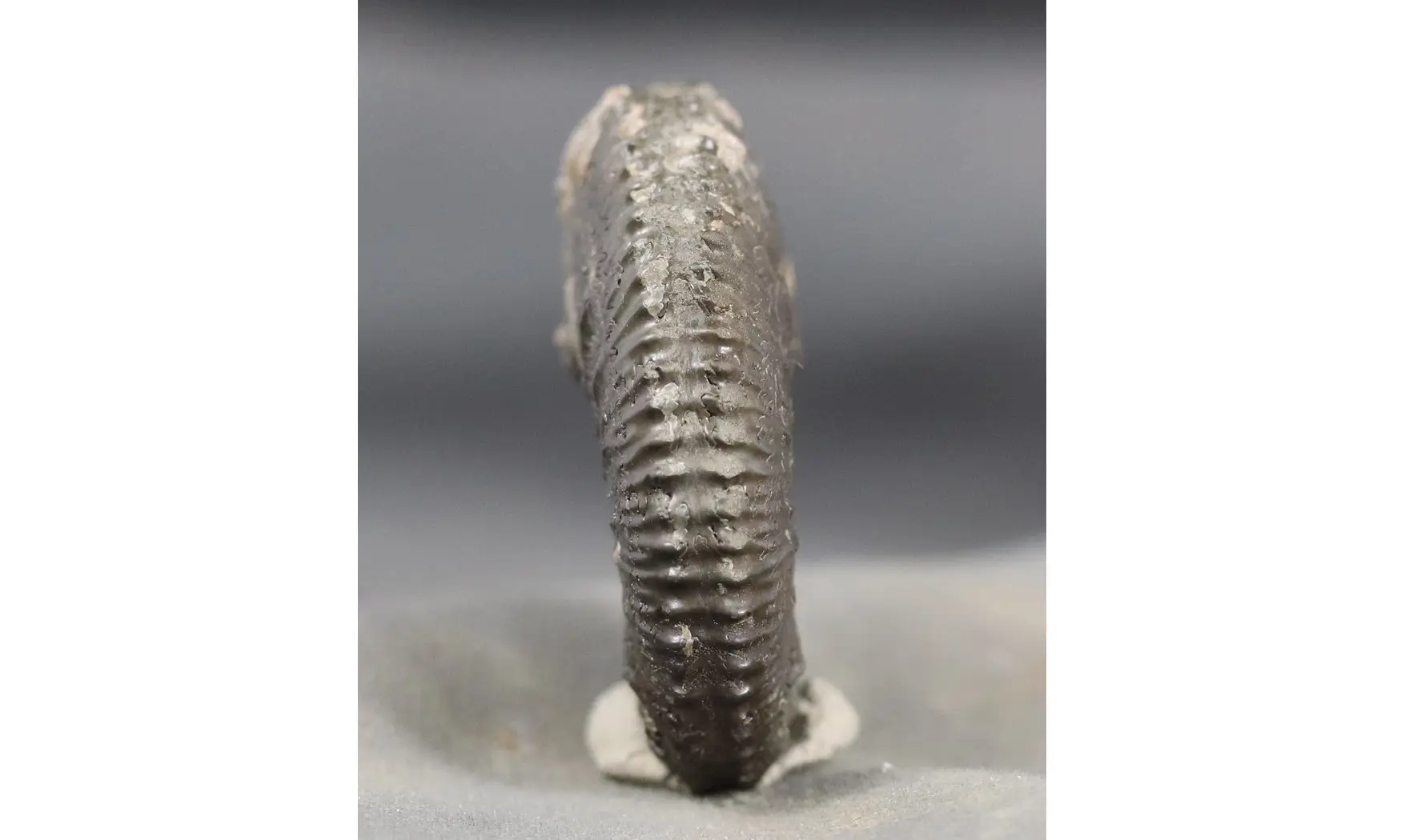 Kosmoceras spinosum
