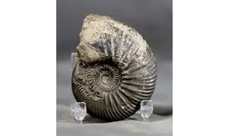 Quenstedtoceras henrici