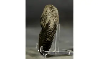 Quenstedtoceras henrici