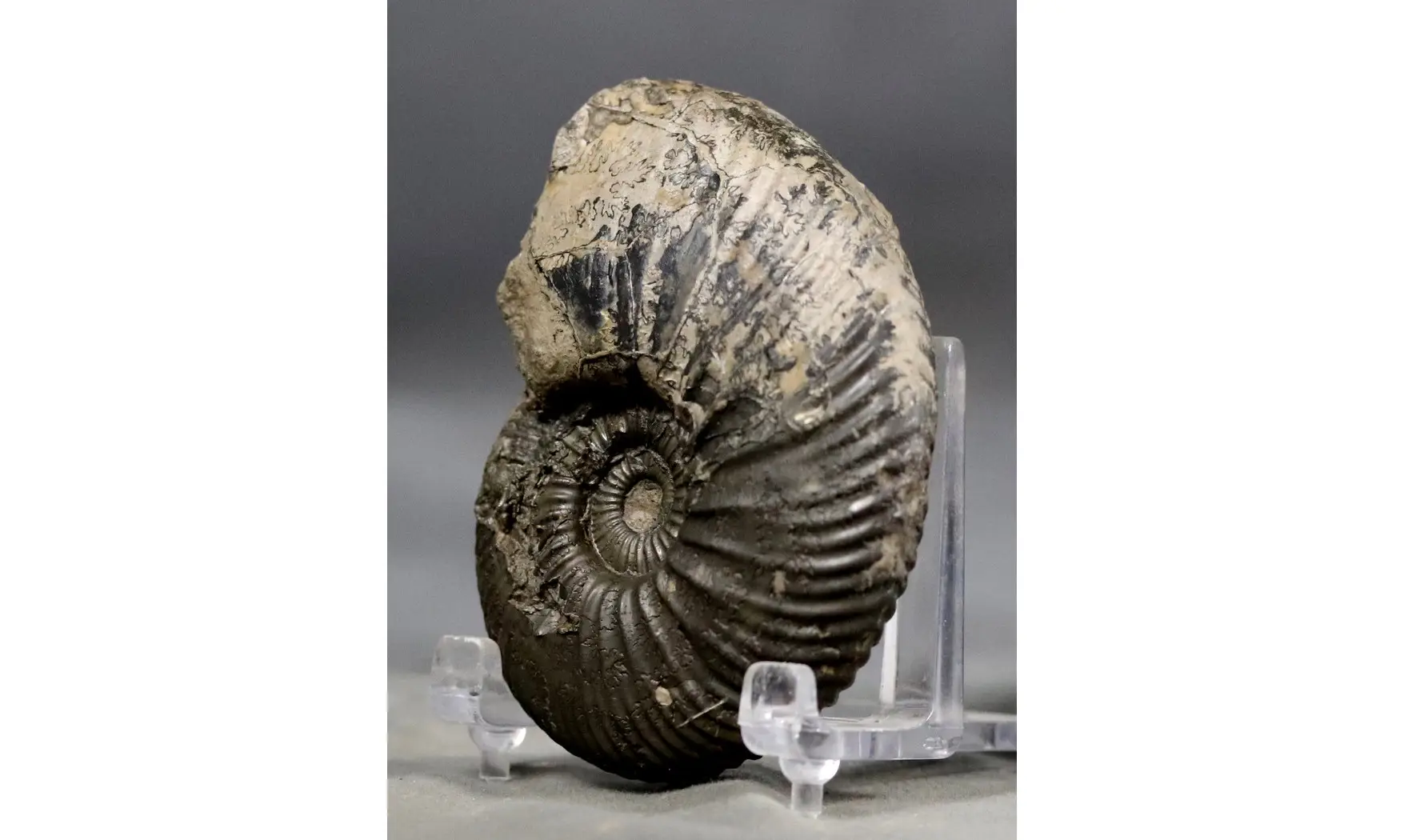 Quenstedtoceras henrici