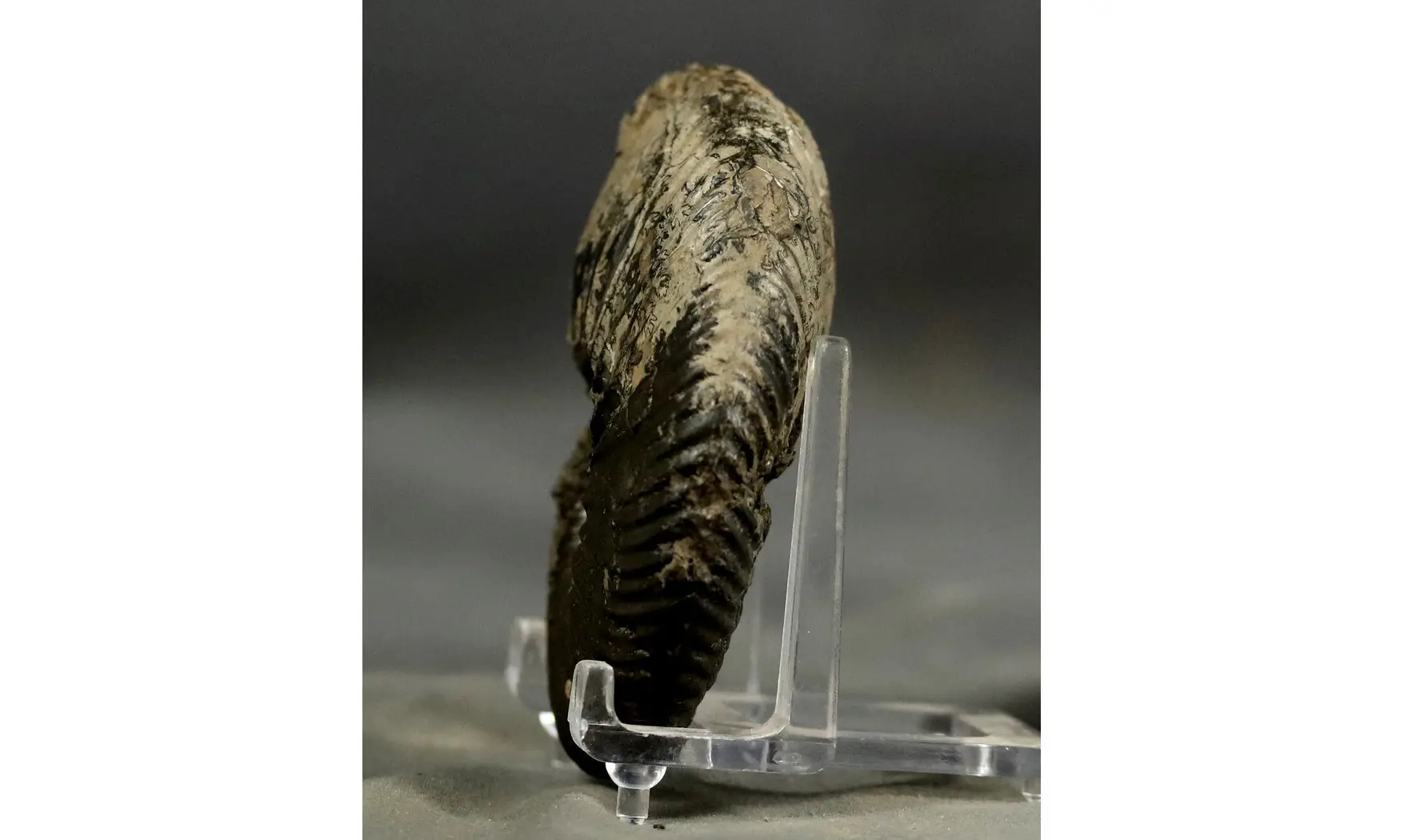 Quenstedtoceras henrici