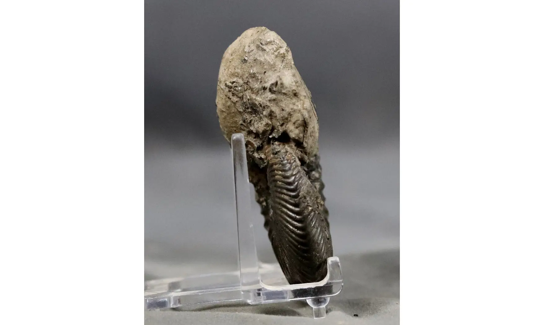 Quenstedtoceras henrici