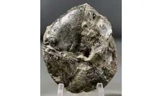 Calliphyllocerasaff. Demidoffi