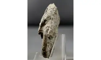 Calliphyllocerasaff. Demidoffi
