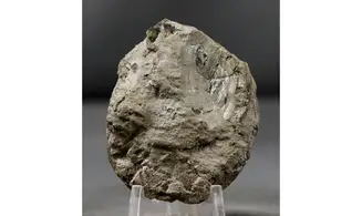 Calliphyllocerasaff. Demidoffi