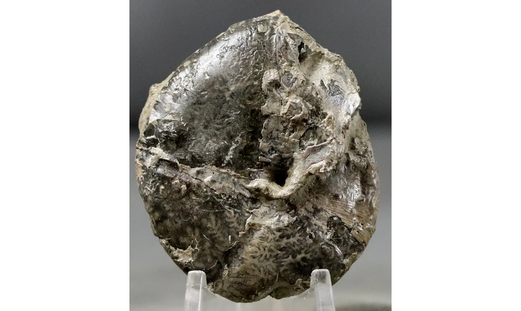 Calliphyllocerasaff. Demidoffi