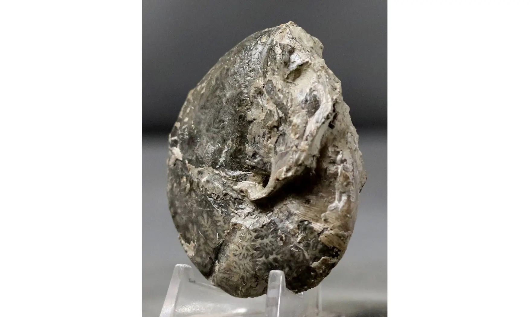 Calliphyllocerasaff. Demidoffi
