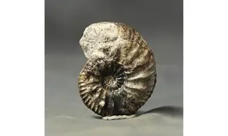 Cardioceras cf. harmonicum