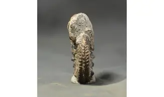 Cardioceras cf. harmonicum