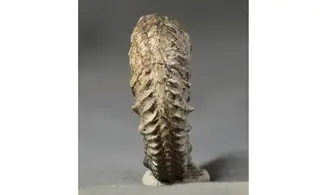 Cardioceras cf. harmonicum