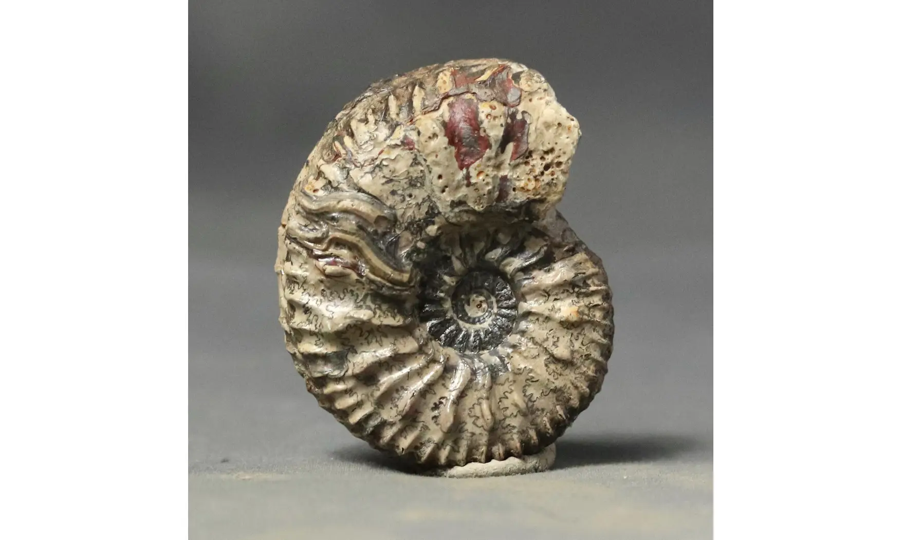 Cardioceras cf. harmonicum