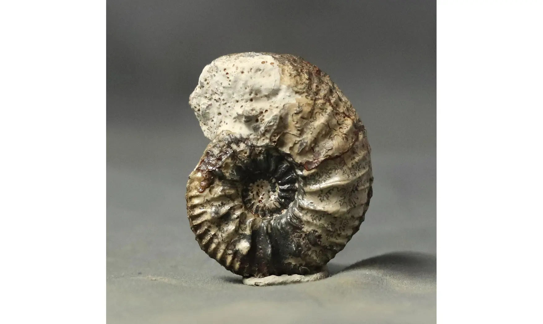 Cardioceras cf. harmonicum