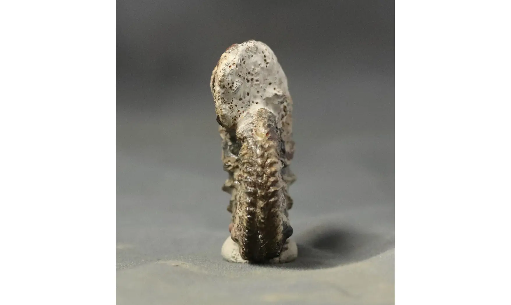 Cardioceras cf. harmonicum