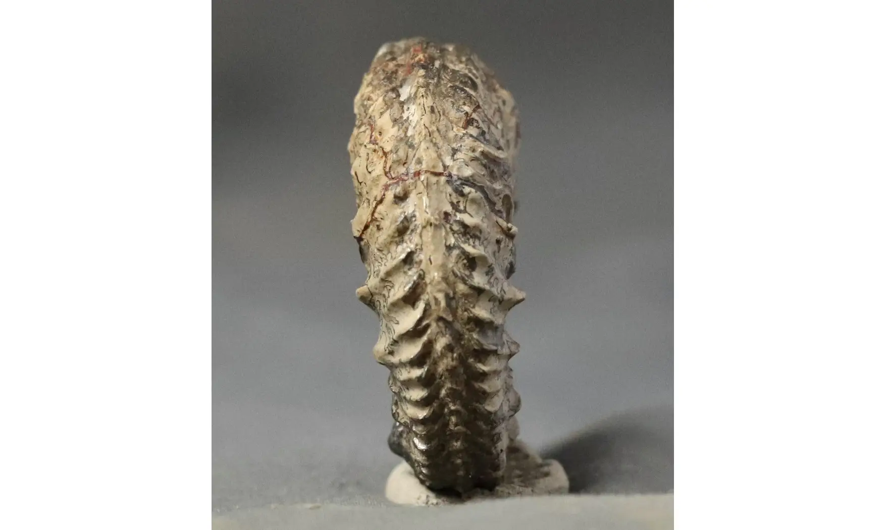 Cardioceras cf. harmonicum