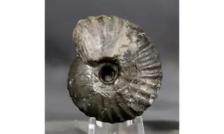 Pachyceras lalandeanum