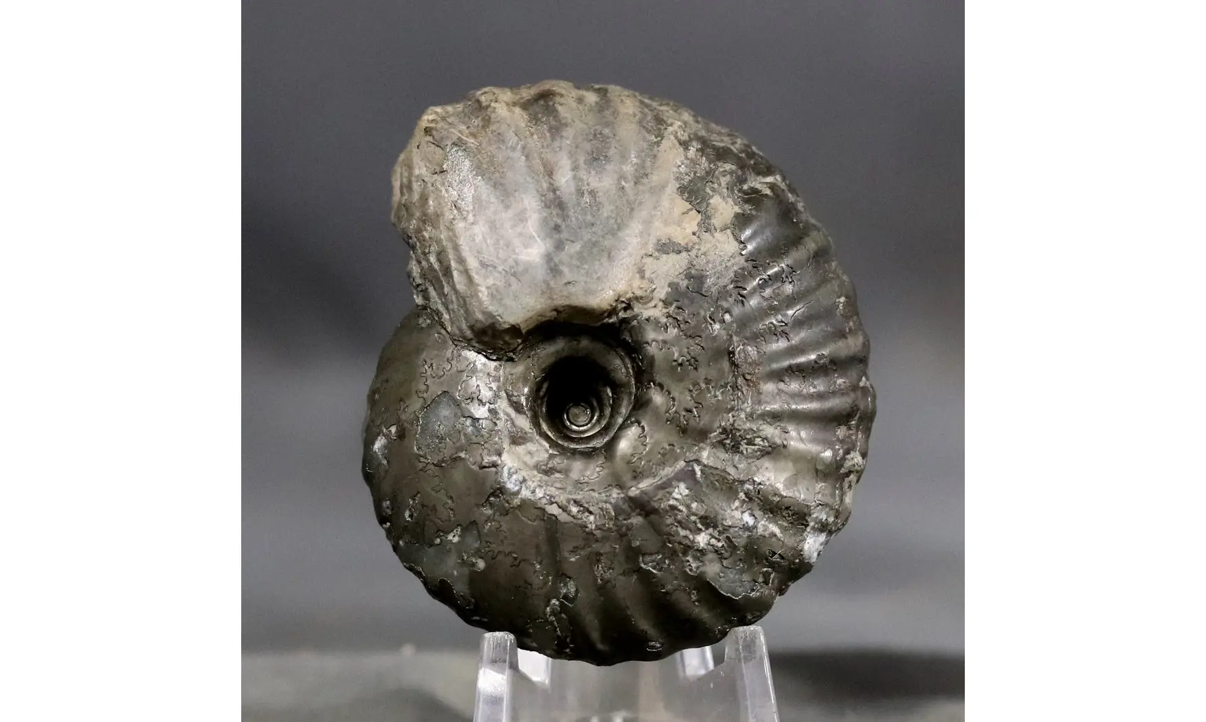 Pachyceras lalandeanum