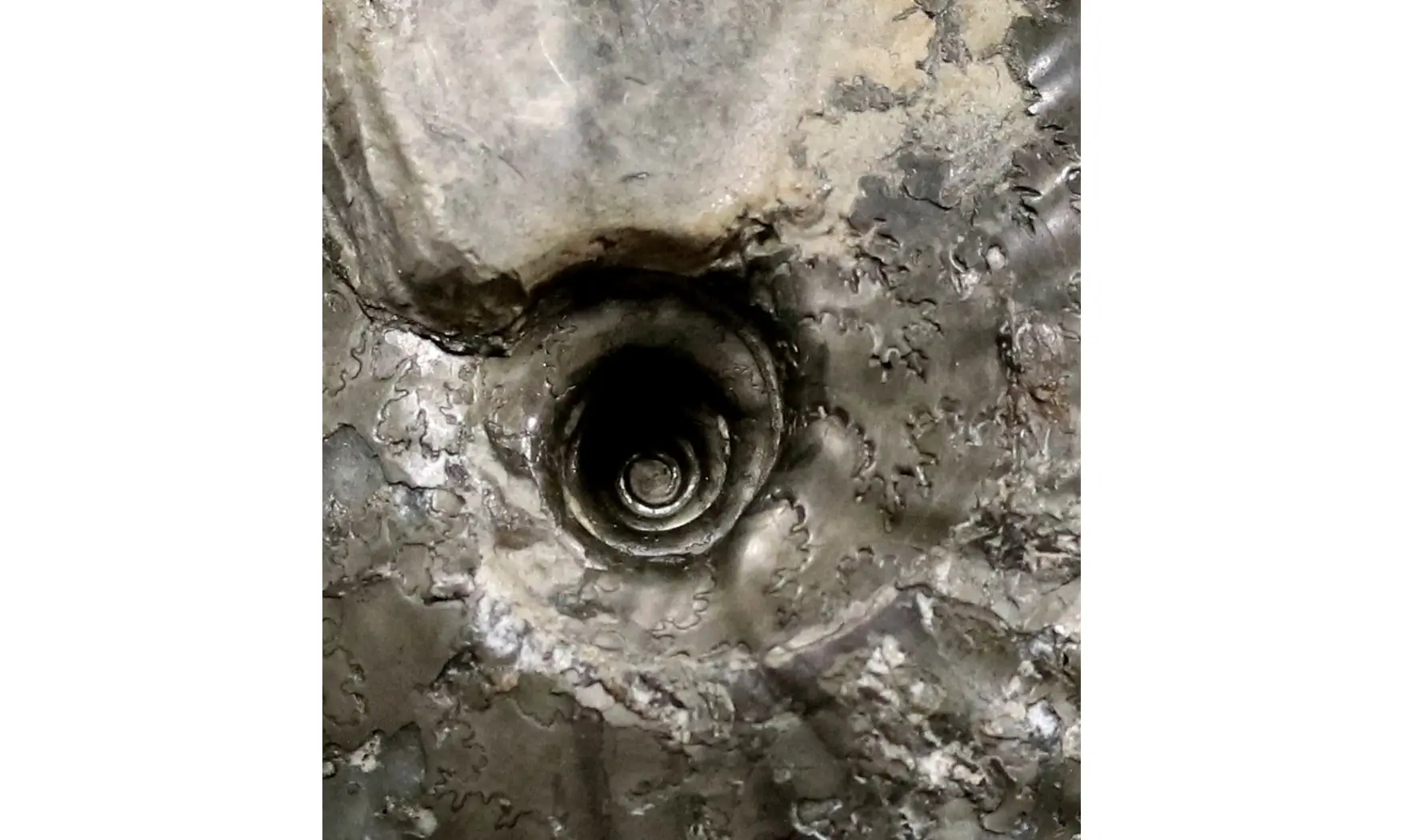 Pachyceras lalandeanum