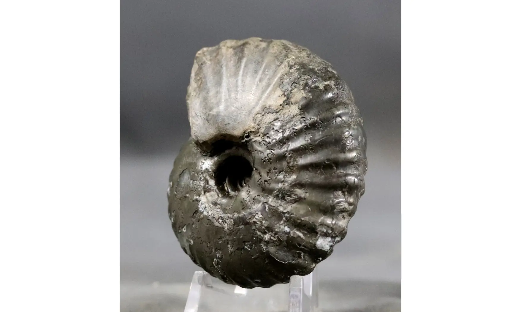 Pachyceras lalandeanum